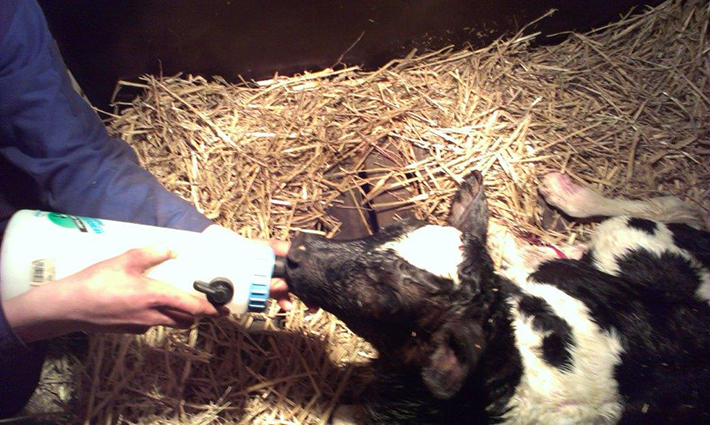 Directly after milking the first milk is being fed to the calf. The milk has to be at body temperature.